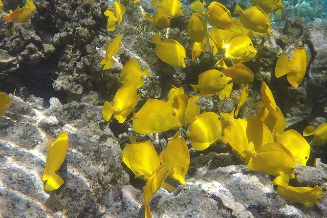 kealakekua-snorkel-and-sail-adventure
