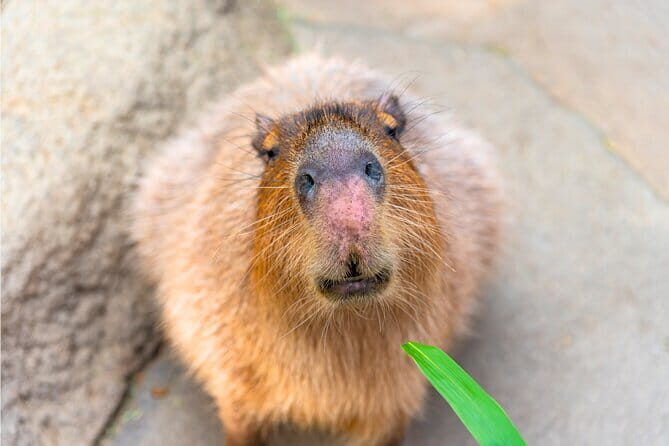 Keelung Port Cruise Tour from Taipei - FAQ