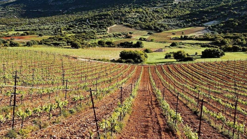 Kefalonia: Culinary and Cultural Guided Tour - Why This Tour Offers Great Value