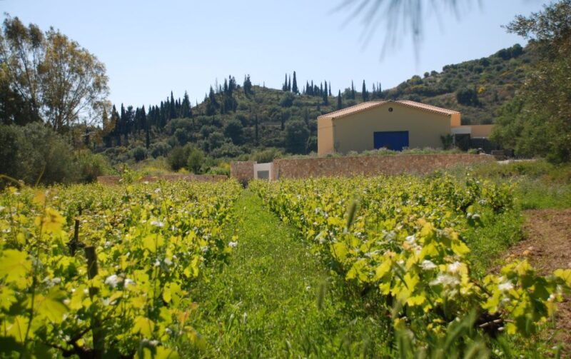 kefalonia-greek-wine-tasting-at-sclavos-winery-near-lixouri