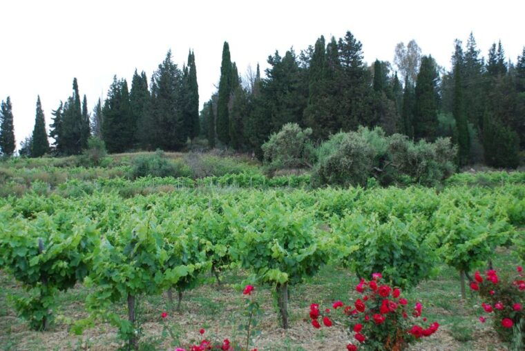 kefalonia-greek-wine-tasting-at-sclavos-winery-near-lixouri