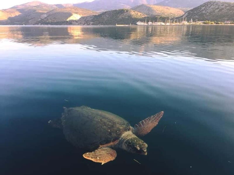 Kefalonia Nature & Beach Tour  Turtles, Caves & Hidden Gems - Who Will Enjoy This Tour?