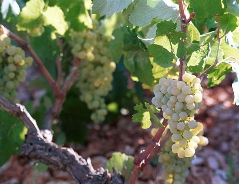 kefalonia-private-wine-tasting-with-vineyard-tour