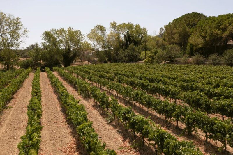 kefalonia-wine-adventure-in-3-wineries-with-tastings-2