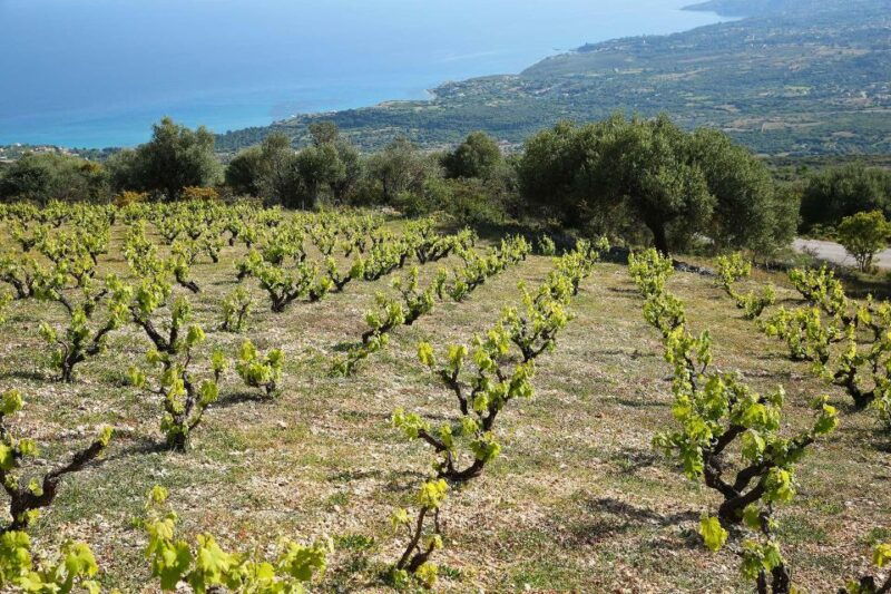 kefalonia-wine-adventure-in-3-wineries-with-tastings-2
