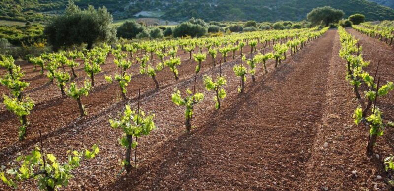 kefalonia-wine-adventure-in-3-wineries-with-tastings-2