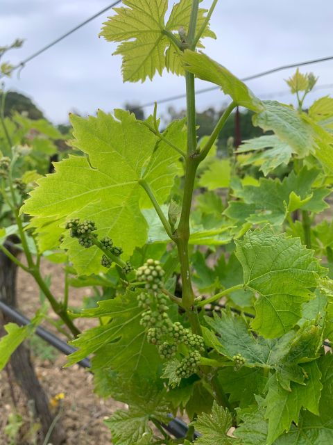 kefalonia-wine-tour-on-e-bikes