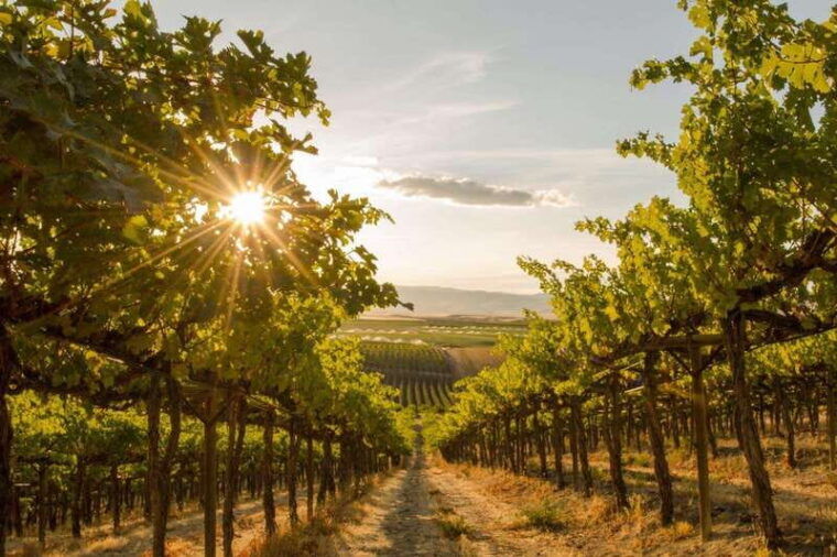 kelowna-sunset-sip-wine-tour