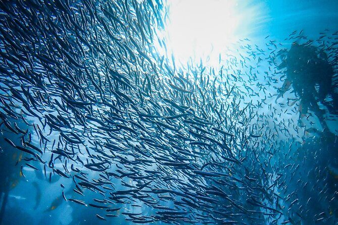 Kelp Forest Snorkeling in Cape Town - Why This Tour Offers Real Value