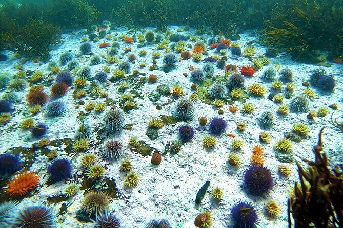 Kelp Forest Snorkeling in Cape Town - Who Will Love This Experience?