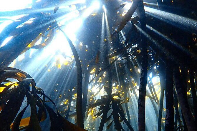 Kelp Forest Snorkeling in Cape Town - Frequently Asked Questions