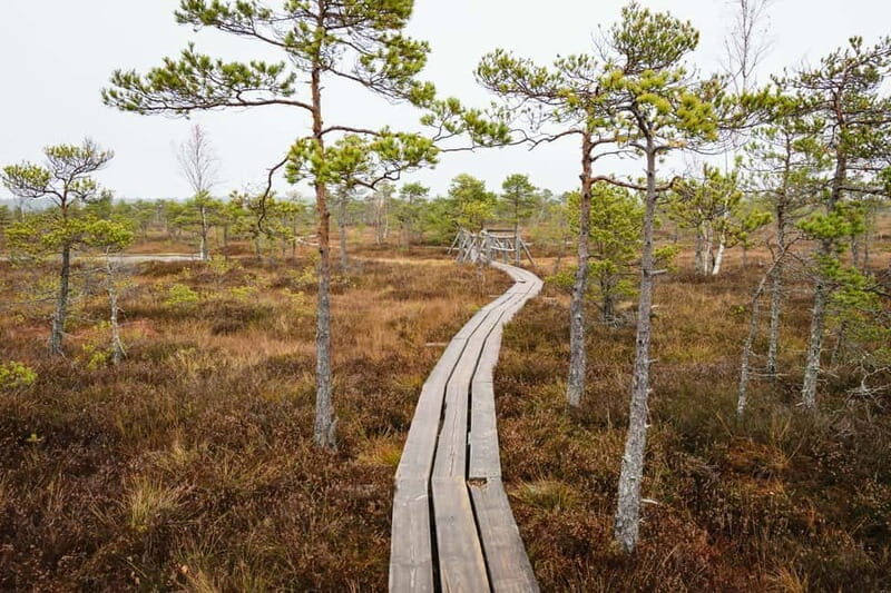 Kemeri National Park & Baltic Seaside Tour Bog Boardwalk - What We Loved About the Tour