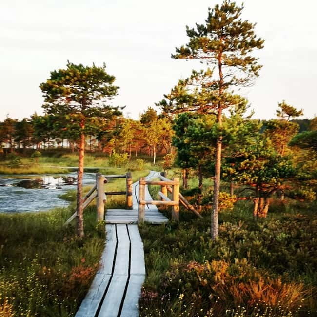 Kemeri National Park Bog Trail near Riga - Key Points