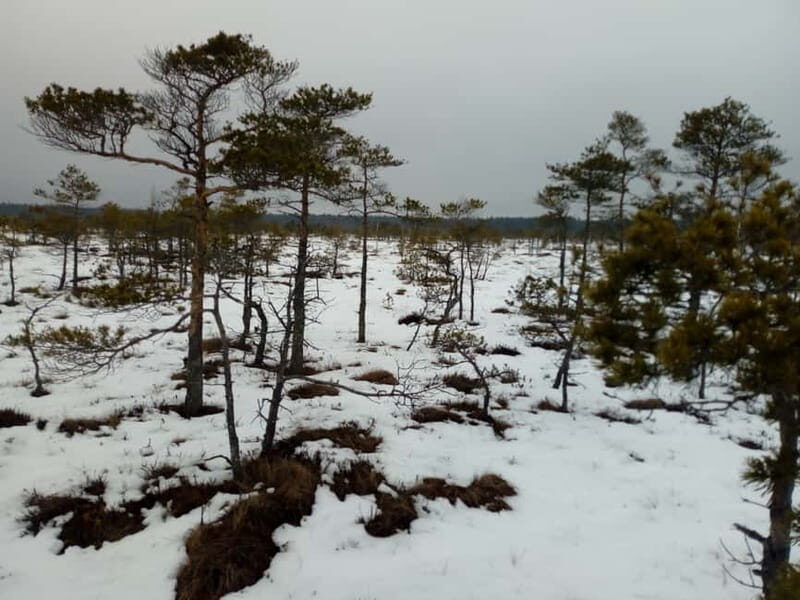 Kemeri National Park Bog Trail near Riga - Exploring Kemeri National Park: A Natural Gem Close to Riga