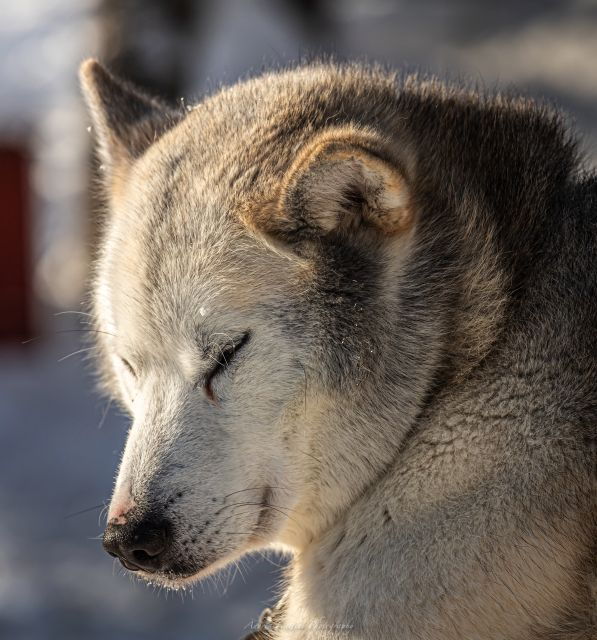 kemi-sled-dog-husky-safari-including-hot-drink