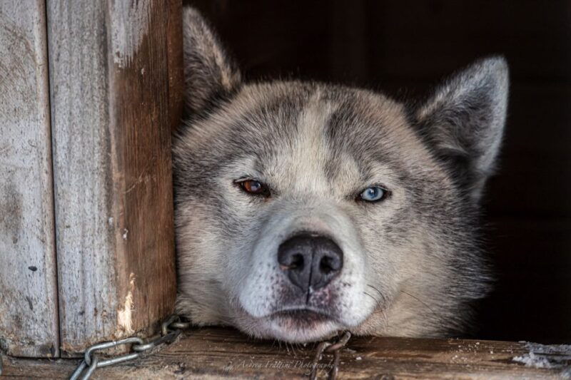 kemi-sled-dog-husky-safari-including-hot-drink