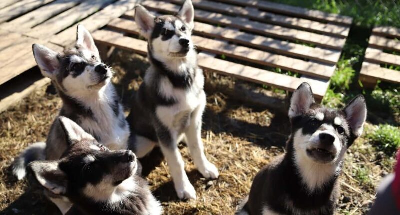 Kemi-Tornio: Husky Farm Visit with Hotel Pickup - summer - Key Points