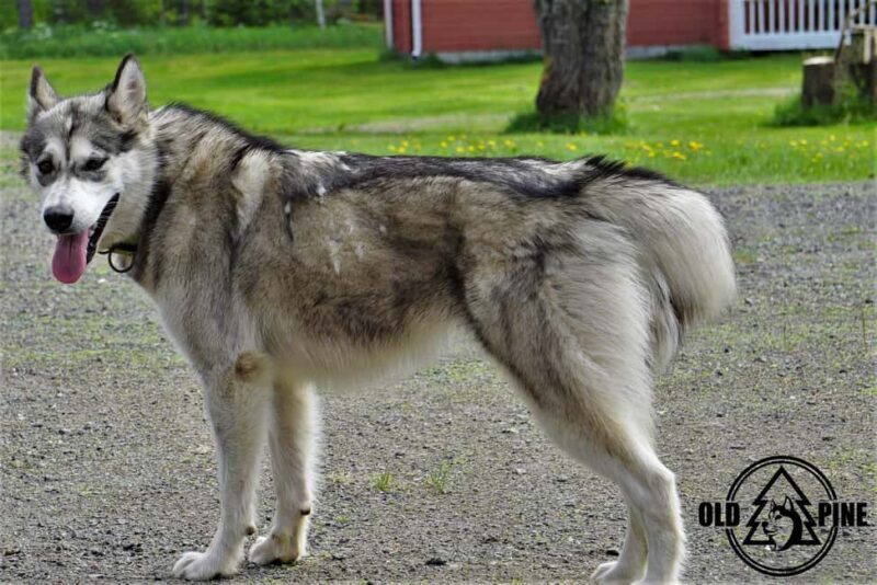 Kemi-Tornio: Husky Farm Visit with Hotel Pickup - summer - An In-Depth Look at the Husky Farm Experience