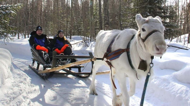 Kemi-Tornio: Reindeer farm experience - Exploring the Kemi-Tornio Reindeer Farm Experience: An Authentic Arctic Adventure  