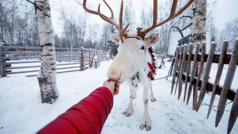 Kemi-Tornio: Reindeer farm experience - What to Expect from the Reindeer Farm Tour  