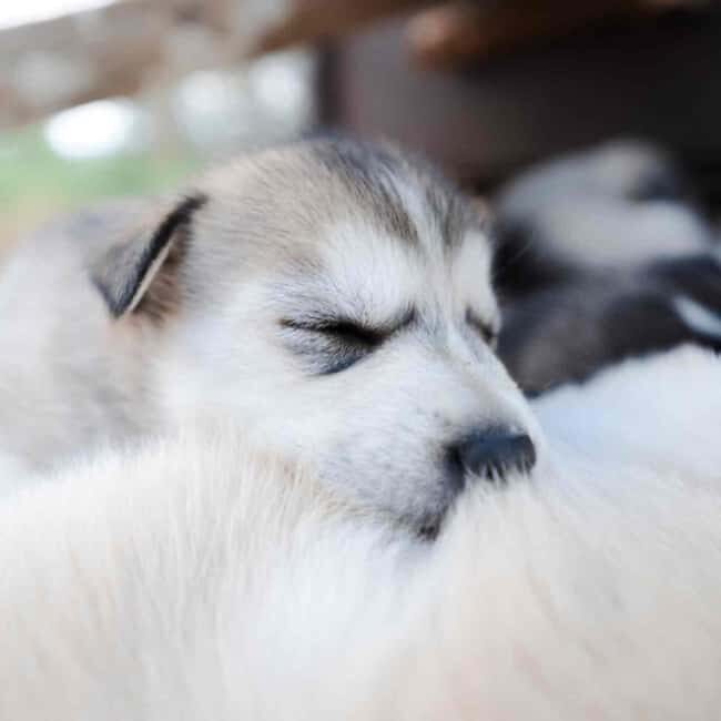 Kemijärvi: Insider 10 km Self-Drive Husky Sledding Adventure - Key Points