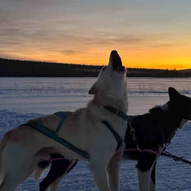 Kemijärvi: Insider 10 km Self-Drive Husky Sledding Adventure - Authenticity and Expectations
