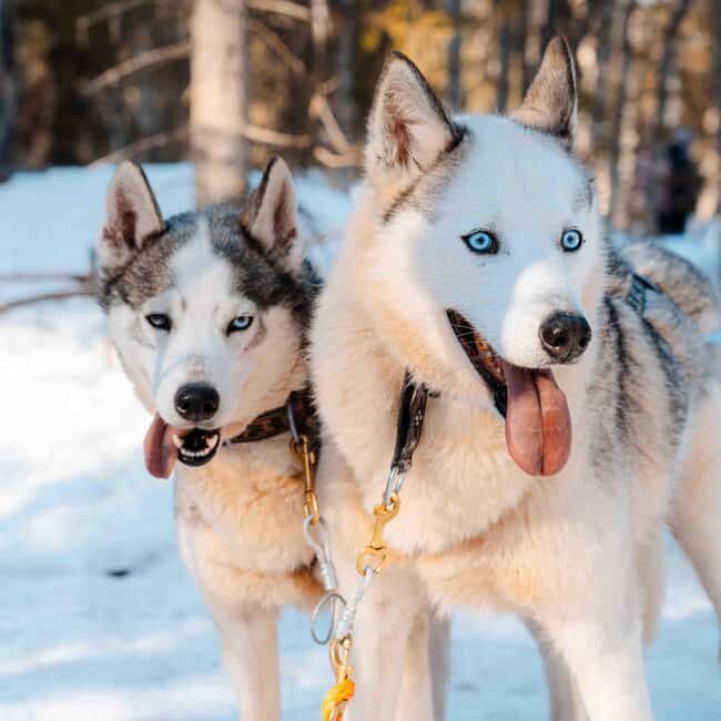 Kemijärvi: Insider Husky Self-Drive 5km Safari - Introducing the Kemijärvi: Insider Husky Self-Drive 5km Safari