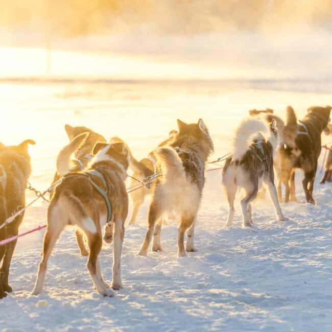 Kemijärvi: Insider Husky Self-Drive 5km Safari - The Cozy Cabin Experience