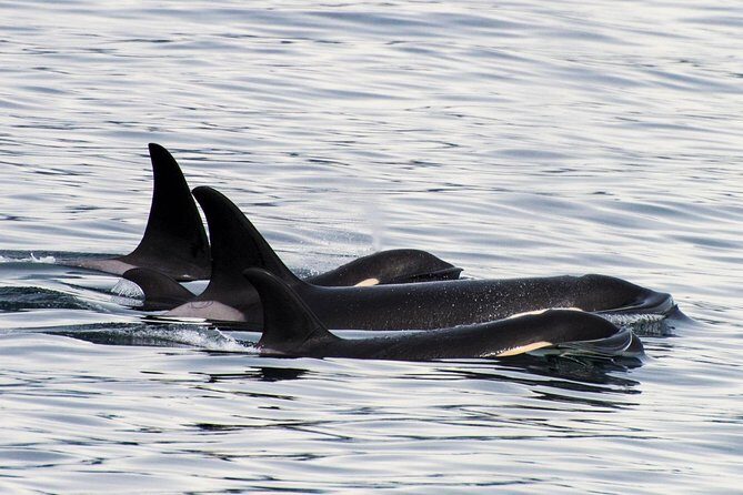 Kenai Fjords Orca Quest Cruise - Why Choose the Kenai Fjords Orca Quest Cruise?