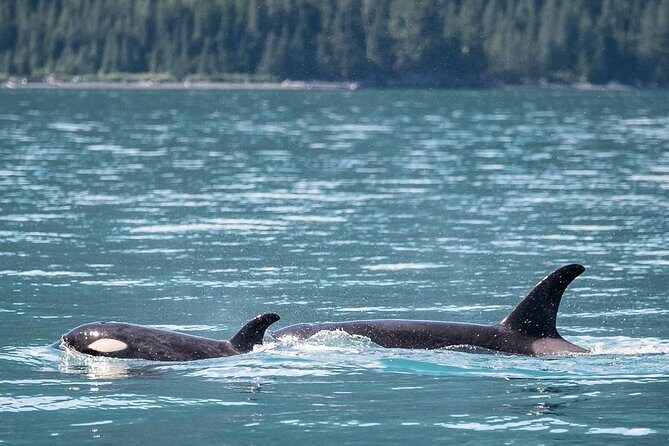 Kenai Fjords Orca Quest Cruise - The Experience: Comfort, Equipment, and Value