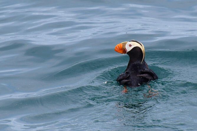 Kenai Fjords Orca Quest Cruise - Reviews and Real Experiences