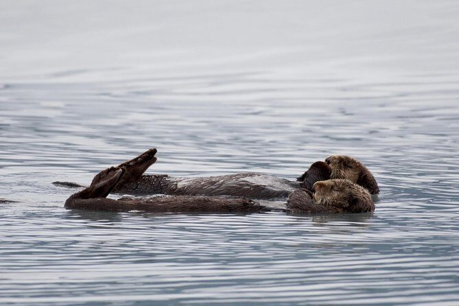 Kenai Fjords Orca Quest Cruise - Who Will Love This Tour?