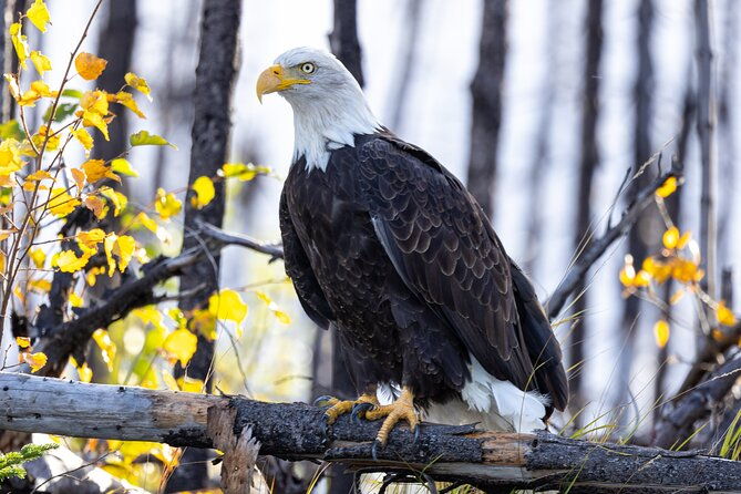 kenai-river-guided-fishing-charters-in-alaska