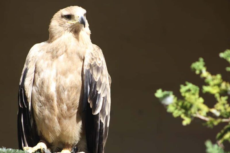 Kent: Eagle Heights Wildlife Foundation Entry Ticket - What Is Eagle Heights Wildlife Foundation?