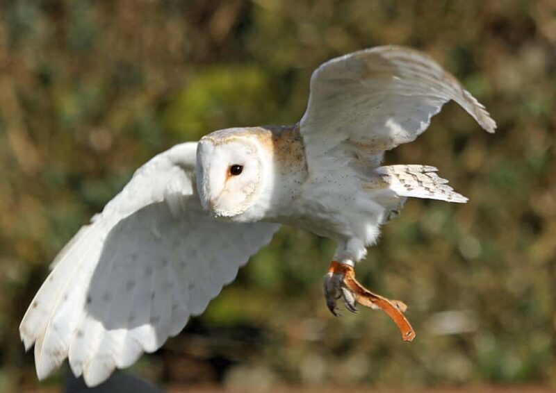 Kent: Eagle Heights Wildlife Foundation Entry Ticket - FAQ