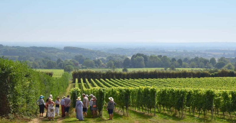 kent-yotes-court-vineyard-tour-and-tasting