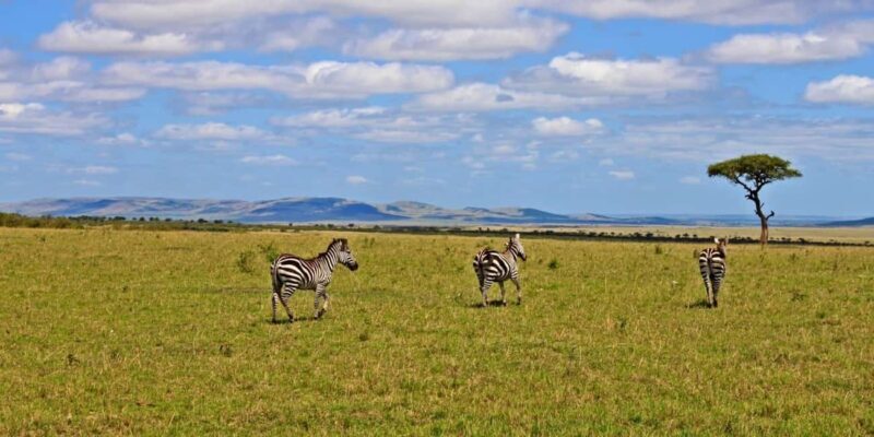Kenya: 10-Day Wildlife and Cultural Safari - Key Points  
