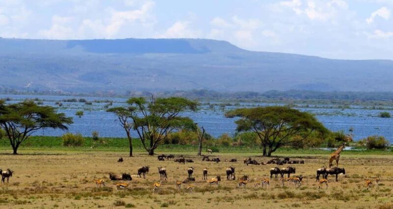 Kenya: 10-Day Wildlife and Cultural Safari - Logistics and Practical Details