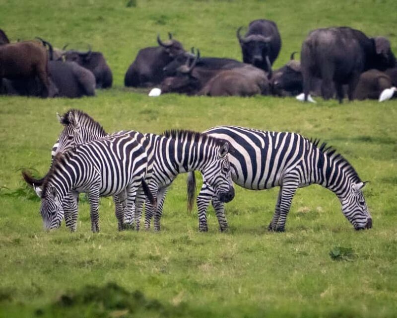 Kenya: 10-Day Wildlife and Cultural Safari - FAQ