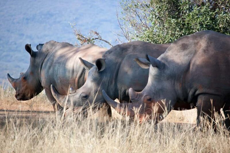 Kenya: 14-Day Best Wildlife Safari and Beach Holiday Safari - Who Is This Safari Best Suited For?