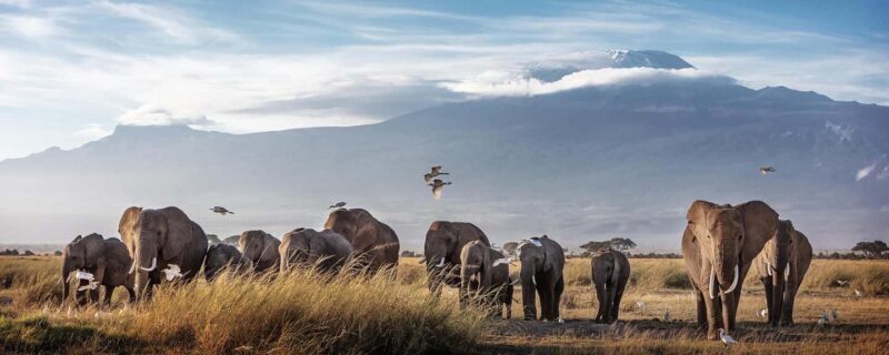 Kenya: 14-Day Best Wildlife Safari and Beach Holiday Safari - FAQ