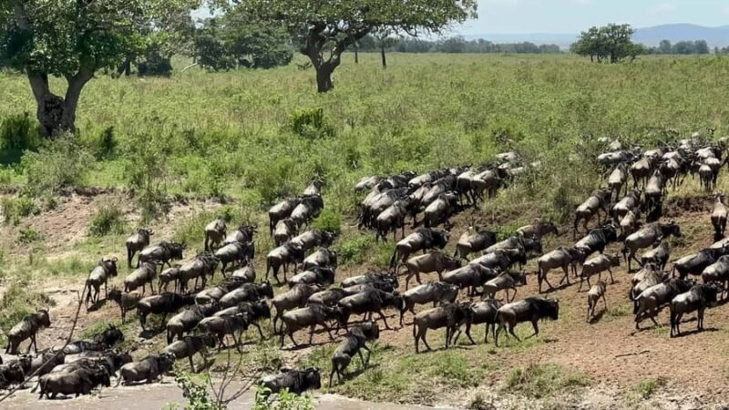 Kenya: 5-Day Maasai Mara & Lake Nakuru Camping Safari - Transportation and Group Size