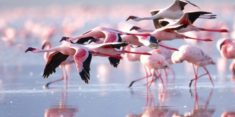 Kenya: 5-Day Masai Mara, Lake Nakuru, and Lake Naivasha - Key Points
