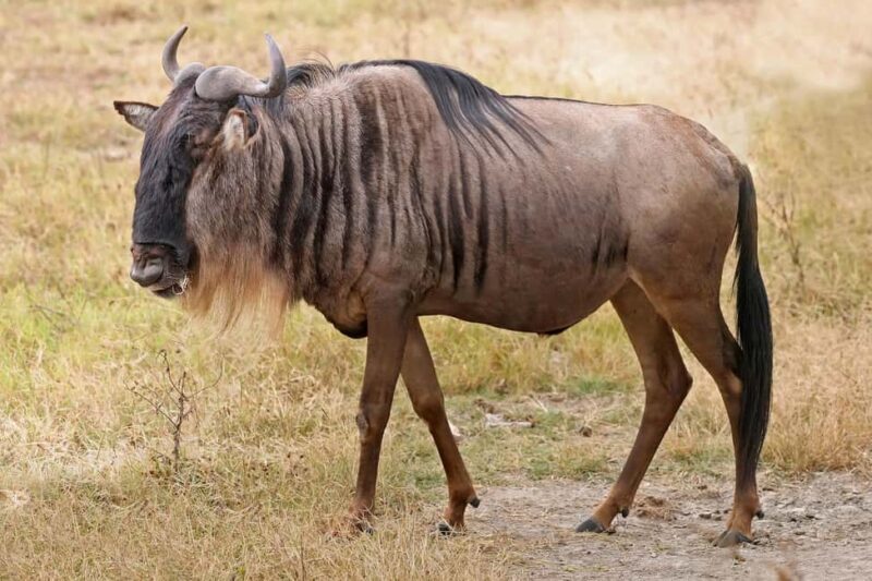 Kenya: 5-Day Masai Mara, Lake Nakuru, and Lake Naivasha - Exploring Kenya’s Wildlife and Landscapes in 5 Days