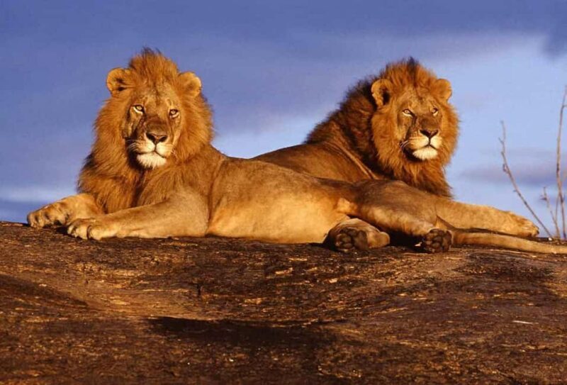 Kenya: 5-Day Masai Mara, Lake Nakuru, and Lake Naivasha - Day 2: Full Day in the Masai Mara