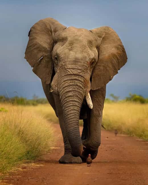 Kenya: 5-Day Ol Pejeta and Masai Mara Safari - An In-Depth Look at the 5-Day Kenyan Safari