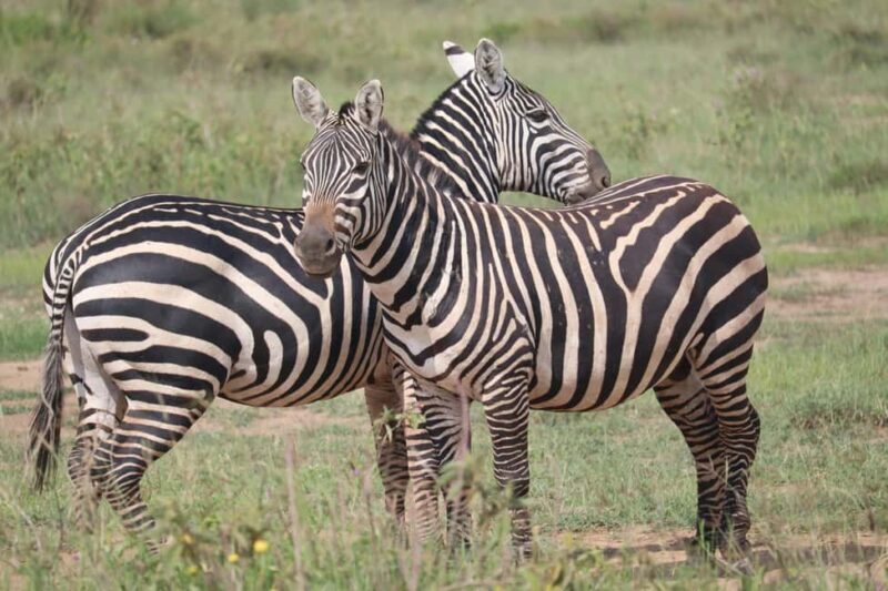 Kenya: 5-Day Road Trip to Lake Victoria from Nairobi - Key Points