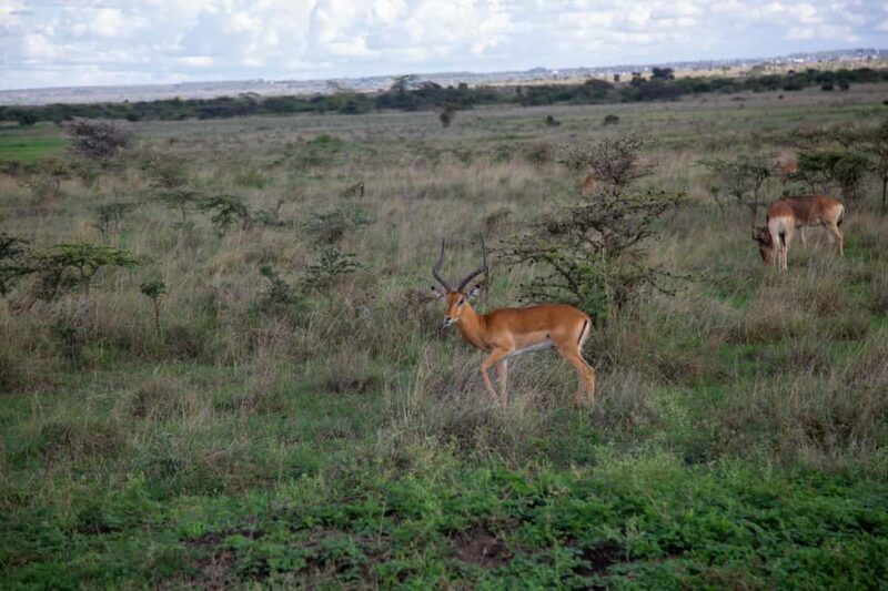 Kenya: 5-Day Road Trip to Lake Victoria from Nairobi - Authentic Experiences and Tips from Reviewers