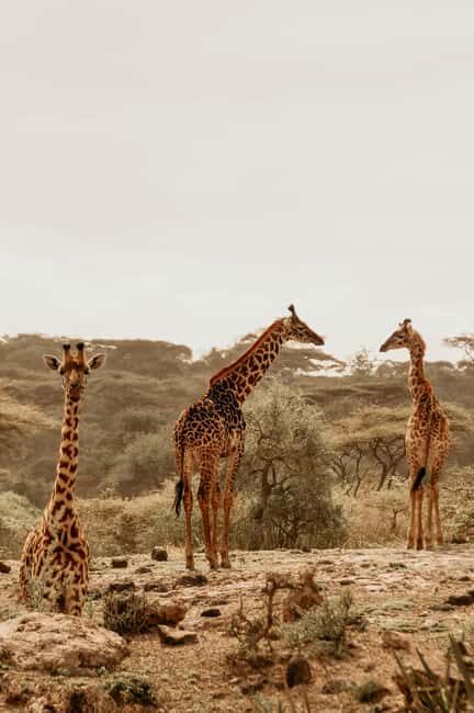 Kenya: 5-Day Safari to Ol Pejeta, Masai Mara, and Nakuru - An In-Depth Look at the 5-Day Kenya Safari Experience