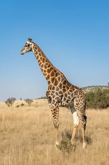 Kenya: 5-Day Safari to Ol Pejeta, Masai Mara, and Nakuru - Who Would Benefit Most From This Safari?
